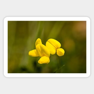 Lotus corniculatus, bird's-foot trefoil Sticker